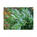 Buxus sempervirens 'Raket'