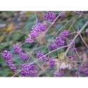 Callicarpa bodinieri var. giraldii 'Profusion'