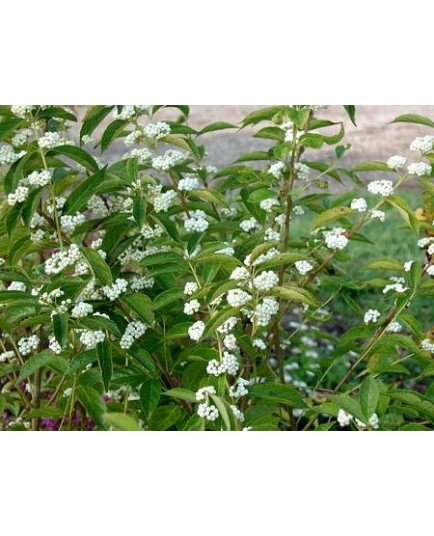 Callicarpa japonica 'Leucocarpa'