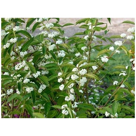 Callicarpa japonica 'Leucocarpa'