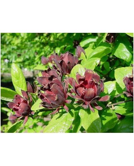 Calycanthus floridus - Arbre Pompadour, Arbre aux anémones