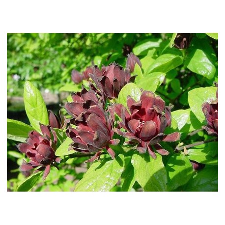 Calycanthus floridus - Arbre Pompadour, Arbre aux anémones