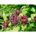 Calycanthus floridus - Arbre Pompadour, Arbre aux anémones