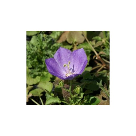 Campanula carpatica- Campanule des Carpates