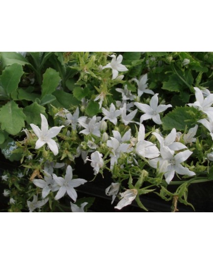 Campanula porscharskyana 'E.H. Frost' - Campanule