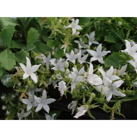 Campanula porscharskyana 'E.H. Frost' - Campanule