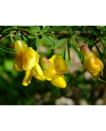 Caragana aurantiaca - arbre aux haricots