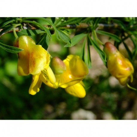 Caragana aurantiaca - arbre aux haricots