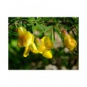 Caragana aurantiaca - arbre aux haricots