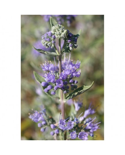 Caryopteris clandonensis x 'Heavenly Blue' - Barbe-bleue