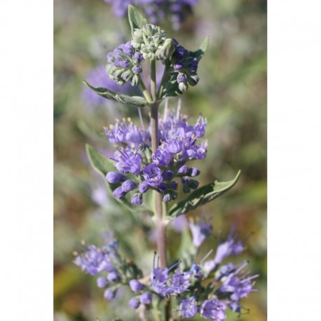 Caryopteris clandonensis x 'Heavenly Blue' - Barbe-bleue