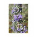 Caryopteris clandonensis x 'Heavenly Blue' - Barbe-bleue