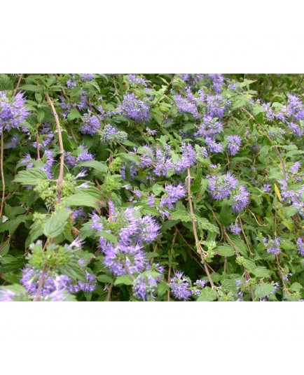 Caryopteris incana 'Cary'