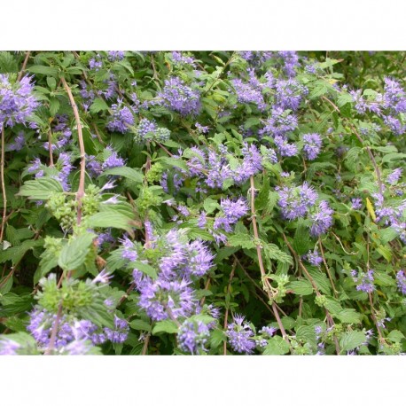 Caryopteris incana 'Cary'