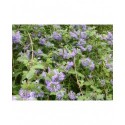 Caryopteris incana 'Cary'