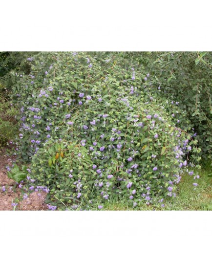 Caryopteris incana 'Weeping Form'