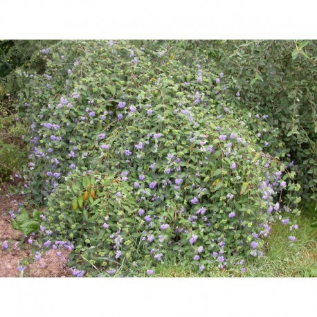 Caryopteris incana 'Weeping Form'