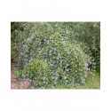 Caryopteris incana 'Weeping Form'