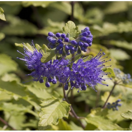 Caryopteris clandonensis x 'Worcester Gold' - barbe-bleue,