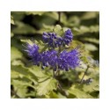 Caryopteris clandonensis x 'Worcester Gold' - barbe-bleue,