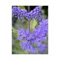 Caryopteris clandonensis x 'Worcester Gold' - barbe-bleue,