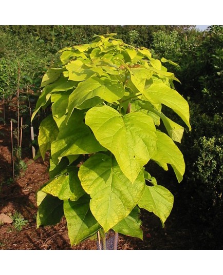 Catalpa bignonioides