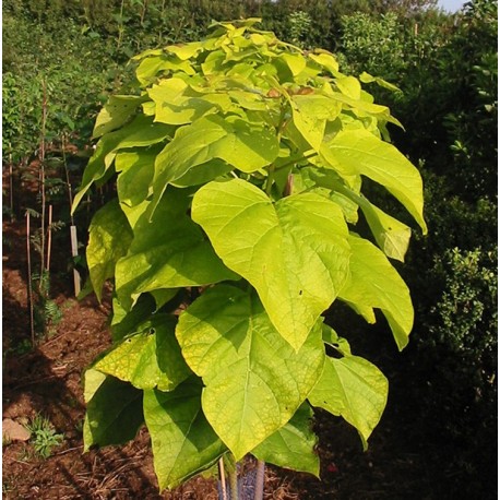 Catalpa bignonioides