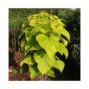 Catalpa bignonioides
