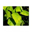 Catalpa bignonioides