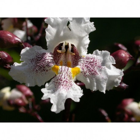 Catalpa erubescens x 'Purpurea'