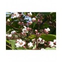 Catalpa erubescens x 'Purpurea'