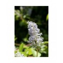 Ceanothus delilianus x 'Gloire de Versailles' - lilas de Californie, ceanothes,