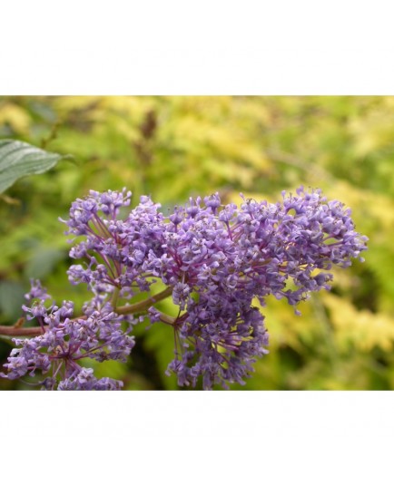 Ceanothus delilianus x 'Gloire de Versailles' - lilas de Californie, ceanothes,
