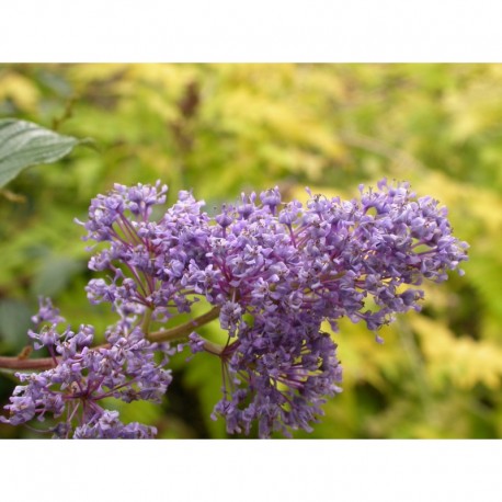 Ceanothus delilianus x 'Gloire de Versailles' - lilas de Californie, ceanothes,