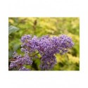Ceanothus delilianus x 'Gloire de Versailles' - lilas de Californie, ceanothes,