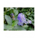 Ceanothus delilianus x 'Henri Desfossé'- Lilas de Californie