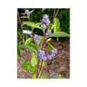Ceanothus delilianus x 'Henri Desfossé'- Lilas de Californie