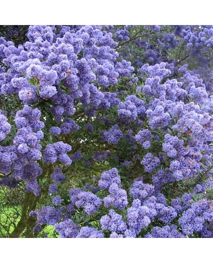 Ceanothus 'Concha' - lilas de Californie, ceanothes,