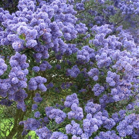 Ceanothus 'Concha' - lilas de Californie, ceanothes,