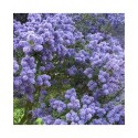 Ceanothus 'Concha' - lilas de Californie, ceanothes,