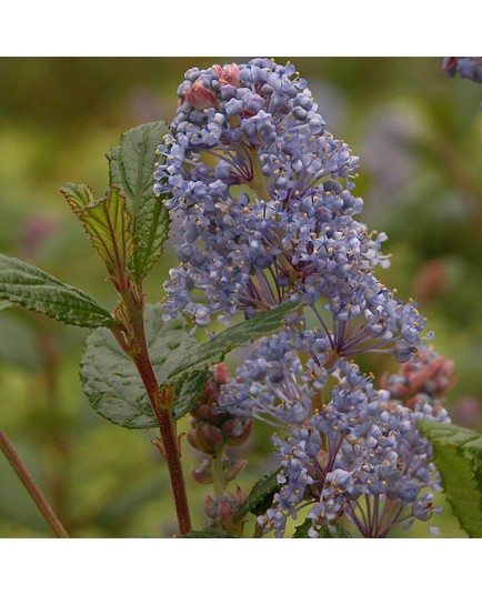 Ceanothus 'Burkwoodii' - lilas de Californie, ceanothes,