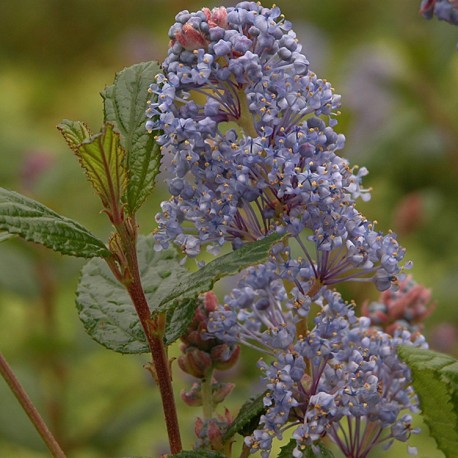 Ceanothus 'Burkwoodii' - lilas de Californie, ceanothes,