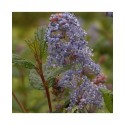 Ceanothus 'Burkwoodii' - lilas de Californie, ceanothes,