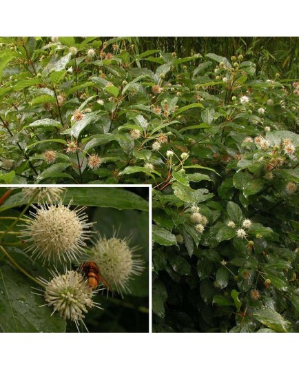 Cephalanthus occidentalis - Bois-Mouton,bois-bouton,