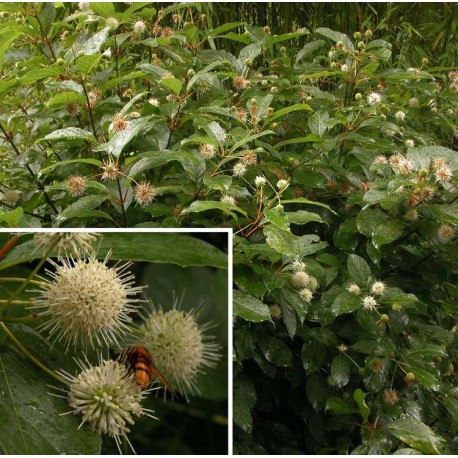 Cephalanthus occidentalis - Bois-Mouton,bois-bouton,