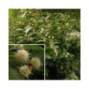 Cephalanthus occidentalis - Bois-Mouton,bois-bouton,