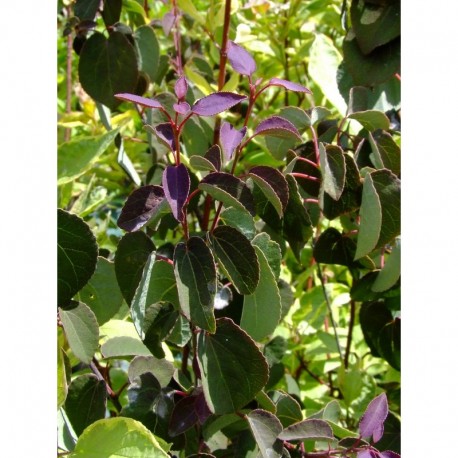 Cercidiphyllum japonicum - arbres au caramel,
