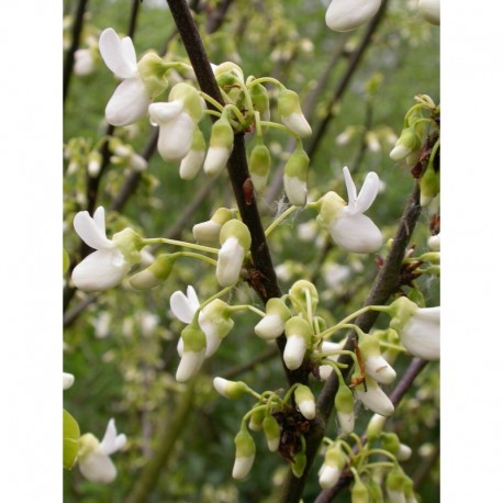 Cercis siliquastrum - Arbre de Judée