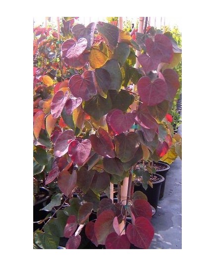 Cercis canadensis 'Forest Pansy'- Gainier du Canada