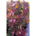 Cercis canadensis 'Forest Pansy'- Gainier du Canada